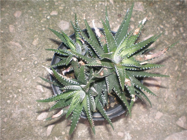 Haworthia